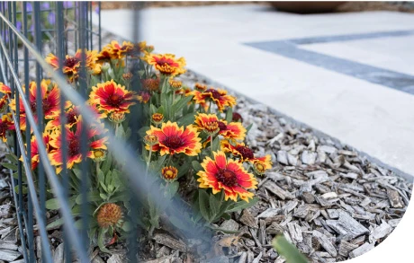 Massif contemporain sur paillage minéral entourant une terrasse en dalle