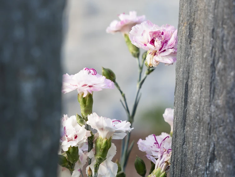 Fleurs roses détaillées