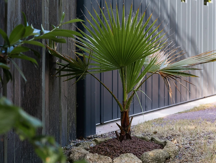 Palmier décorant l'entrée de maison