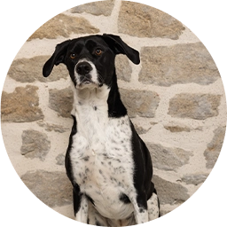 Stella le chien de l'entreprise